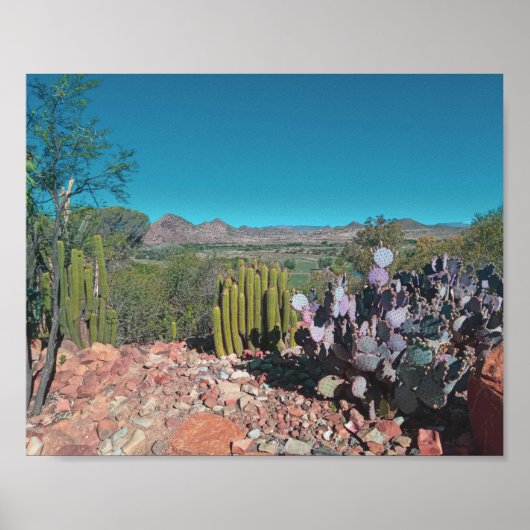 Natuur Cactus-Planten van het Afrikaanse woestijnl Poster (Voorkant)