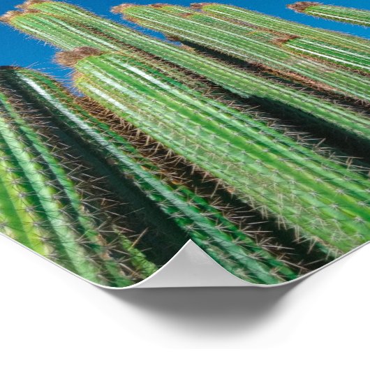 Natuur Cactus-Planten van het Afrikaanse woestijnl Poster (Hoek)