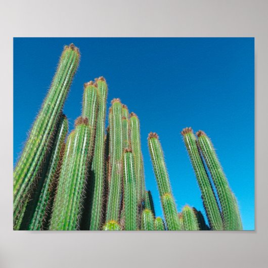 Natuur Cactus-Planten van het Afrikaanse woestijnl Poster (Voorkant)