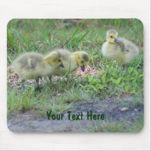 Natuur Canada Geese Babies Foto Mousepad Muismat