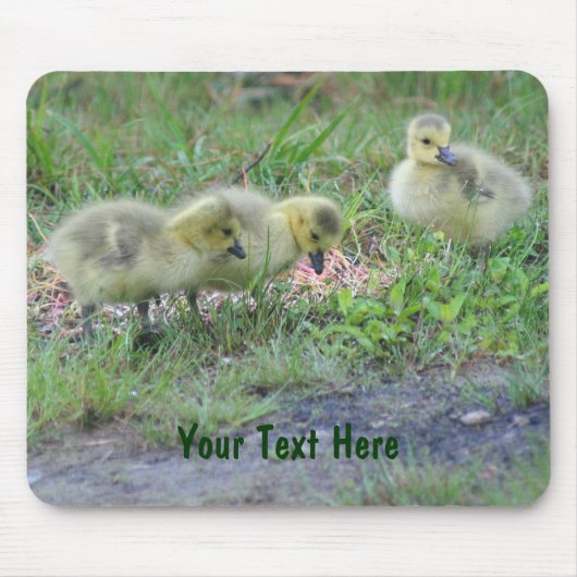 Natuur Canada Geese Babies Foto Mousepad Muismat (Voorkant)