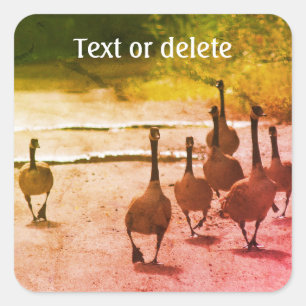 Natuur Canada Goose Family Personalized Vierkante Sticker