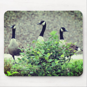 Natuur Canada Goose Trio Muismat