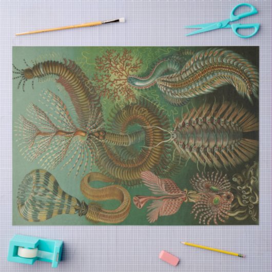 Natuur Chaetpoda Ernst Haeckel Ontkoppeling Tissuepapier (Craft)