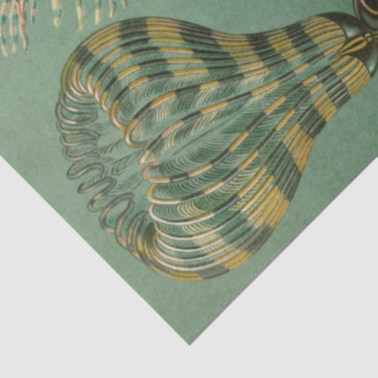 Natuur Chaetpoda Ernst Haeckel Ontkoppeling Tissuepapier (Detail)