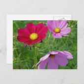 Natuur Cosmos Flower Trio Briefkaart (Voorkant / Achterkant)