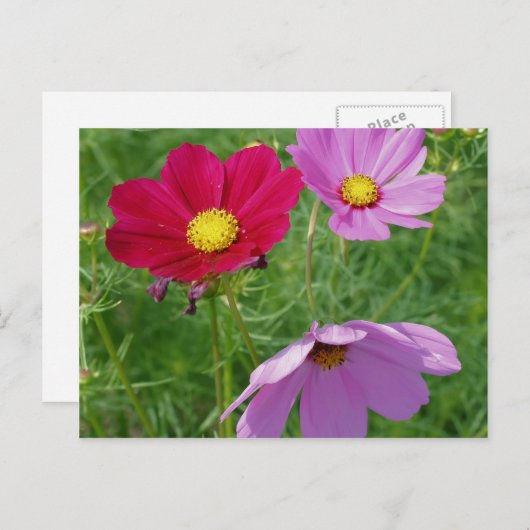 Natuur Cosmos Flower Trio Briefkaart (Voorkant / Achterkant)