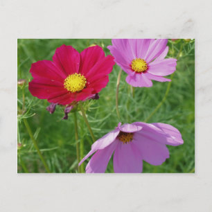 Natuur Cosmos Flower Trio Briefkaart