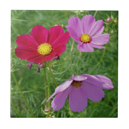 Natuur Cosmos Flower Trio Tegeltje (Voorkant)