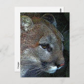 Natuur Cougar Briefkaart (Voorkant / Achterkant)