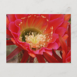 Natuur Dance Briefkaart