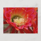 Natuur Dance Briefkaart (Voorkant)