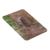 Natuur Deer Doe wildlife Foto Lake Arrowiad Ga. Magneet (Rechterzijde)