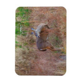 Natuur Deer Doe wildlife Foto Lake Arrowiad Ga. Magneet (Verticaal)