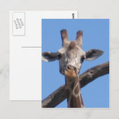 Natuur dierrotsen briefkaart (Voorkant / Achterkant)