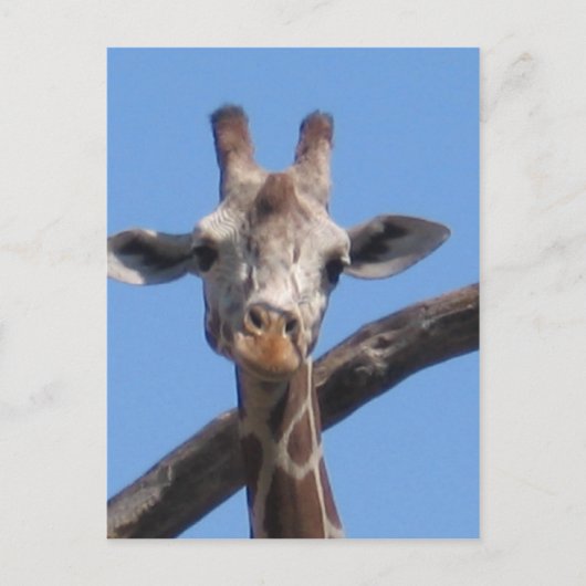 Natuur dierrotsen briefkaart (Voorkant)