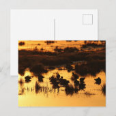 Natuur - Eenden bij zonsopgang Briefkaart (Voorkant / Achterkant)