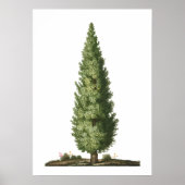 Natuur eikenboom bos kwekerij decor poster (Voorkant)