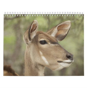 Natuur- en dierportretkalender voor 2026 kalender