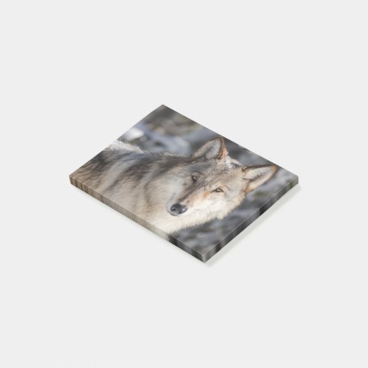 Natuur- en Wolfontwerp Post-it® Notes (Schuin)