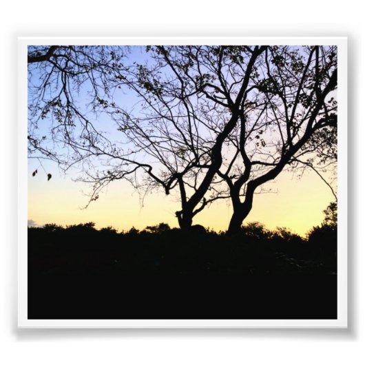 NATUUR EVERGLADES FOTO AFDRUK (Voorkant)