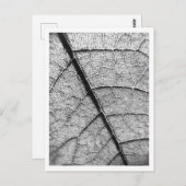 Natuur Fine Art fotografie briefkaart (Voorkant / Achterkant)