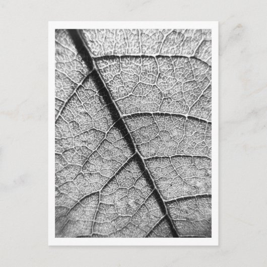 Natuur Fine Art fotografie briefkaart (Voorkant)