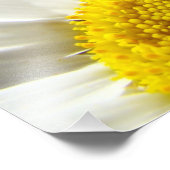 Natuur Floral Fotografie Prints Daisy Decorative Foto Afdruk (Hoek)