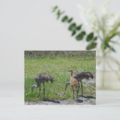 Natuur Florida Sandhill Cranes Foto Briefkaart (Staand voorkant)