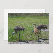 Natuur Florida Sandhill Cranes Foto Briefkaart (Voorkant / Achterkant)
