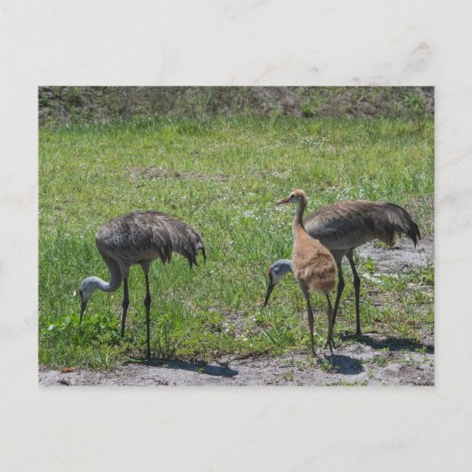 Natuur Florida Sandhill Cranes Foto Briefkaart (Voorkant)