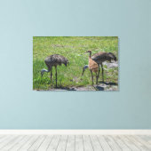 Natuur Florida Sandhill Cranes Foto Canvas Afdruk (Insitu (Houten vloer))