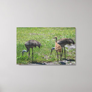 Natuur Florida Sandhill Cranes Foto Canvas Afdruk