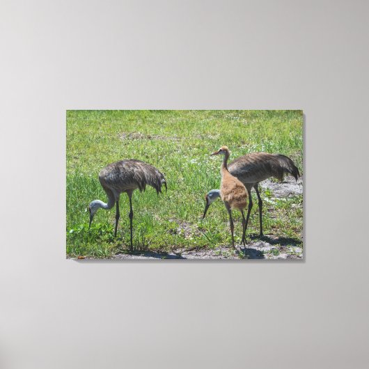 Natuur Florida Sandhill Cranes Foto Canvas Afdruk (Voorkant)