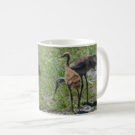 Natuur Florida Sandhill Cranes Foto Koffiemok