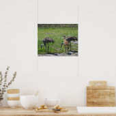 Natuur Florida Sandhill Cranes Foto Poster (Keuken)