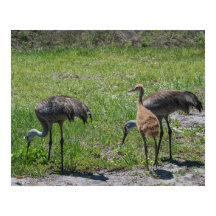 Natuur Florida Sandhill Cranes Foto