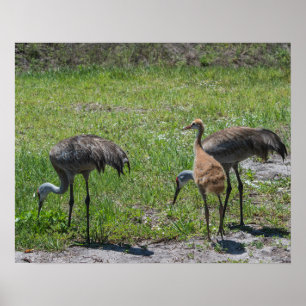 Natuur Florida Sandhill Cranes Foto Poster