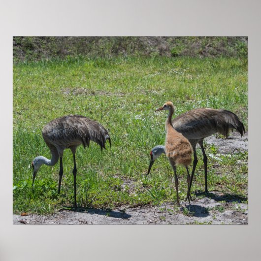Natuur Florida Sandhill Cranes Foto Poster (Voorkant)