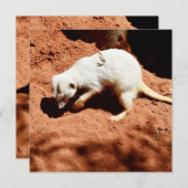 Natuur Forager: White Meerkat Digging for Bugs (Voorkant / Achterkant)