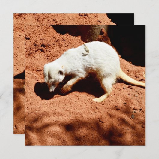 Natuur Forager: White Meerkat Digging for Bugs (Voorkant / Achterkant)
