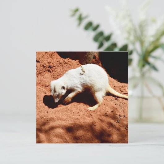 Natuur Forager: White Meerkat Digging for Bugs (Staand voorkant)