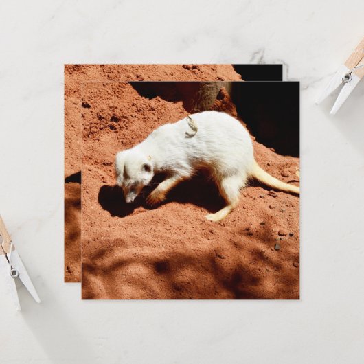Natuur Forager: White Meerkat Digging for Bugs (Voorkant / Achterkant in situ)