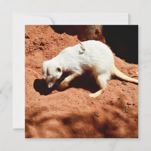 Natuur Forager: White Meerkat Digging for Bugs (Voorkant)