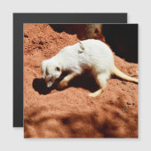 Natuur Forager: White Meerkat Digging for Bugs (Voorkant / Achterkant)