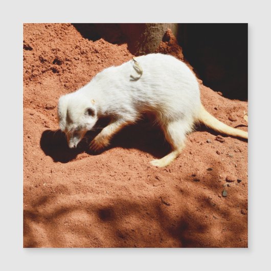 Natuur Forager: White Meerkat Digging for Bugs (Voorkant)