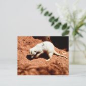 Natuur Forager: White Meerkat Digging for Bugs Briefkaart (Staand voorkant)