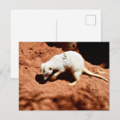 Natuur Forager: White Meerkat Digging for Bugs Briefkaart (Voorkant / Achterkant)