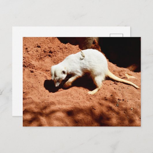 Natuur Forager: White Meerkat Digging for Bugs Briefkaart (Voorkant / Achterkant)