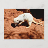 Natuur Forager: White Meerkat Digging for Bugs Briefkaart (Voorkant)